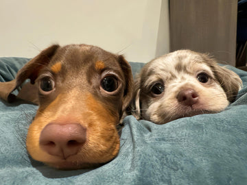 🐾 Keep the Love Alive: Why a Custom Pet Figurine Is Every Pet Lover’s Treasure