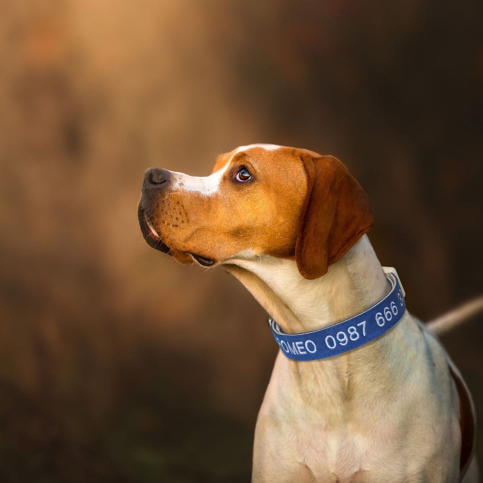Pet Artist Personalized Dog Collar Customised Embroidered Name & Phone Number