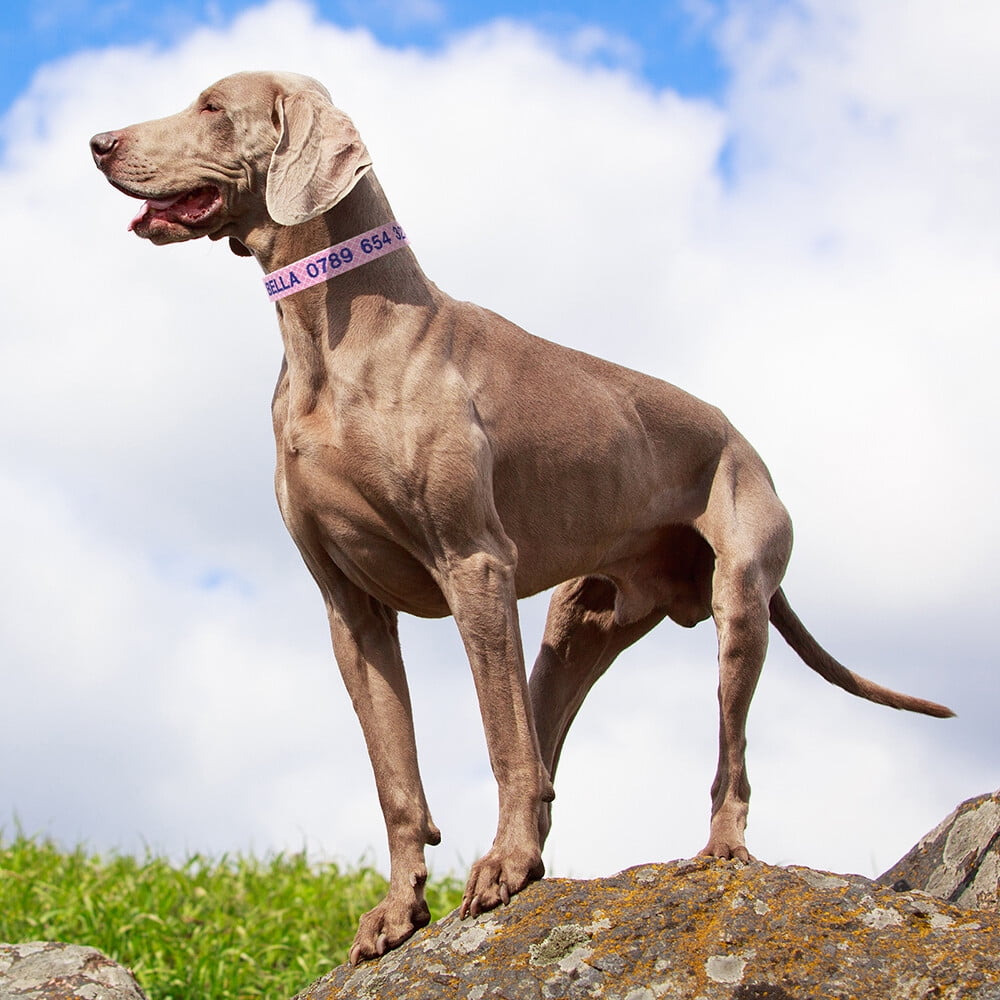 Personalized Embroidered Dog Collar – Adjustable Nylon with Custom Name & Number