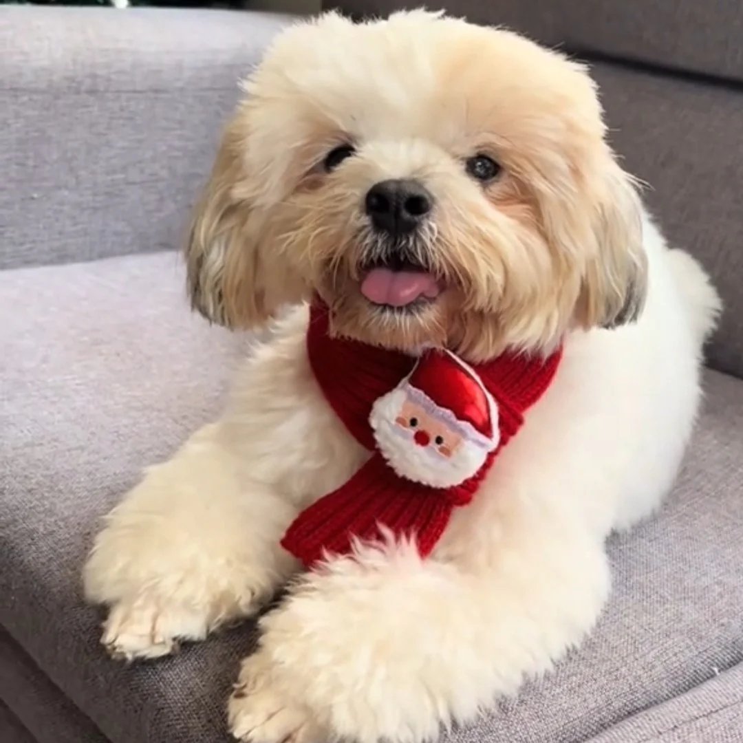 Festive Friends Pet Knit Scarf