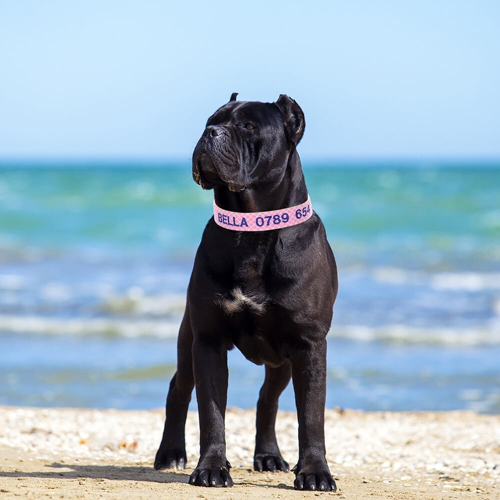 Personalized Embroidered Dog Collar – Adjustable Nylon with Custom Name & Number