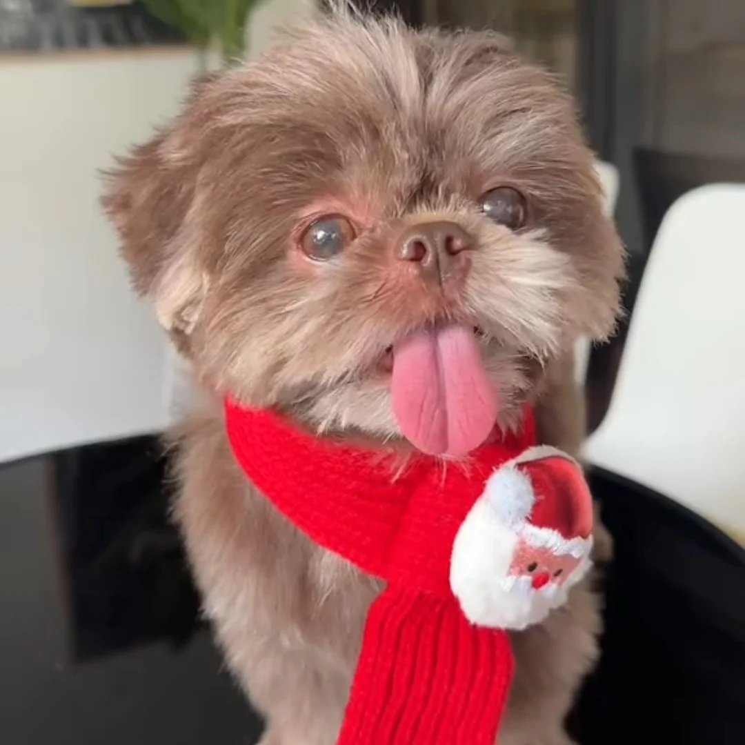 Festive Friends Pet Knit Scarf
