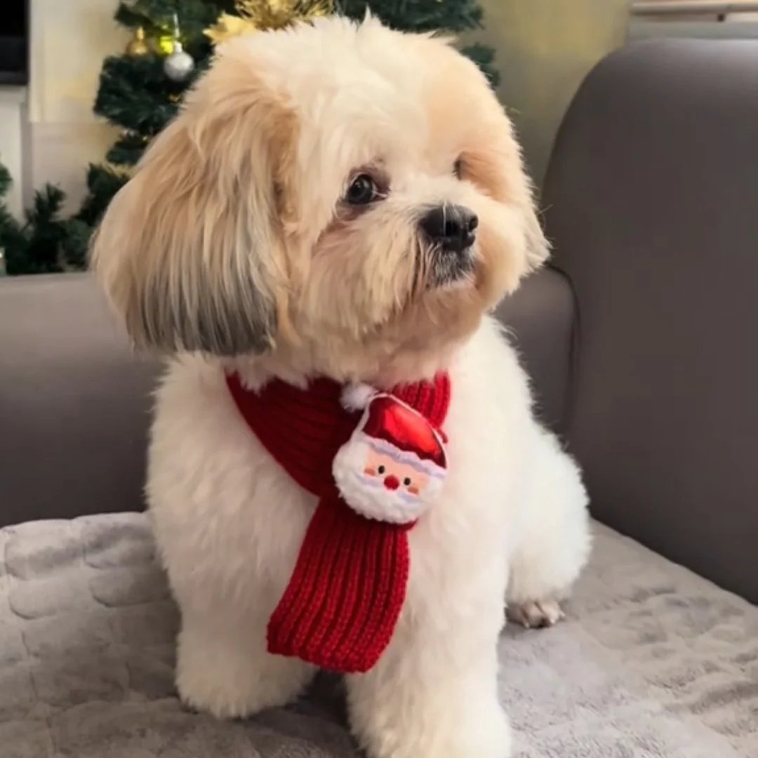 Festive Friends Pet Knit Scarf
