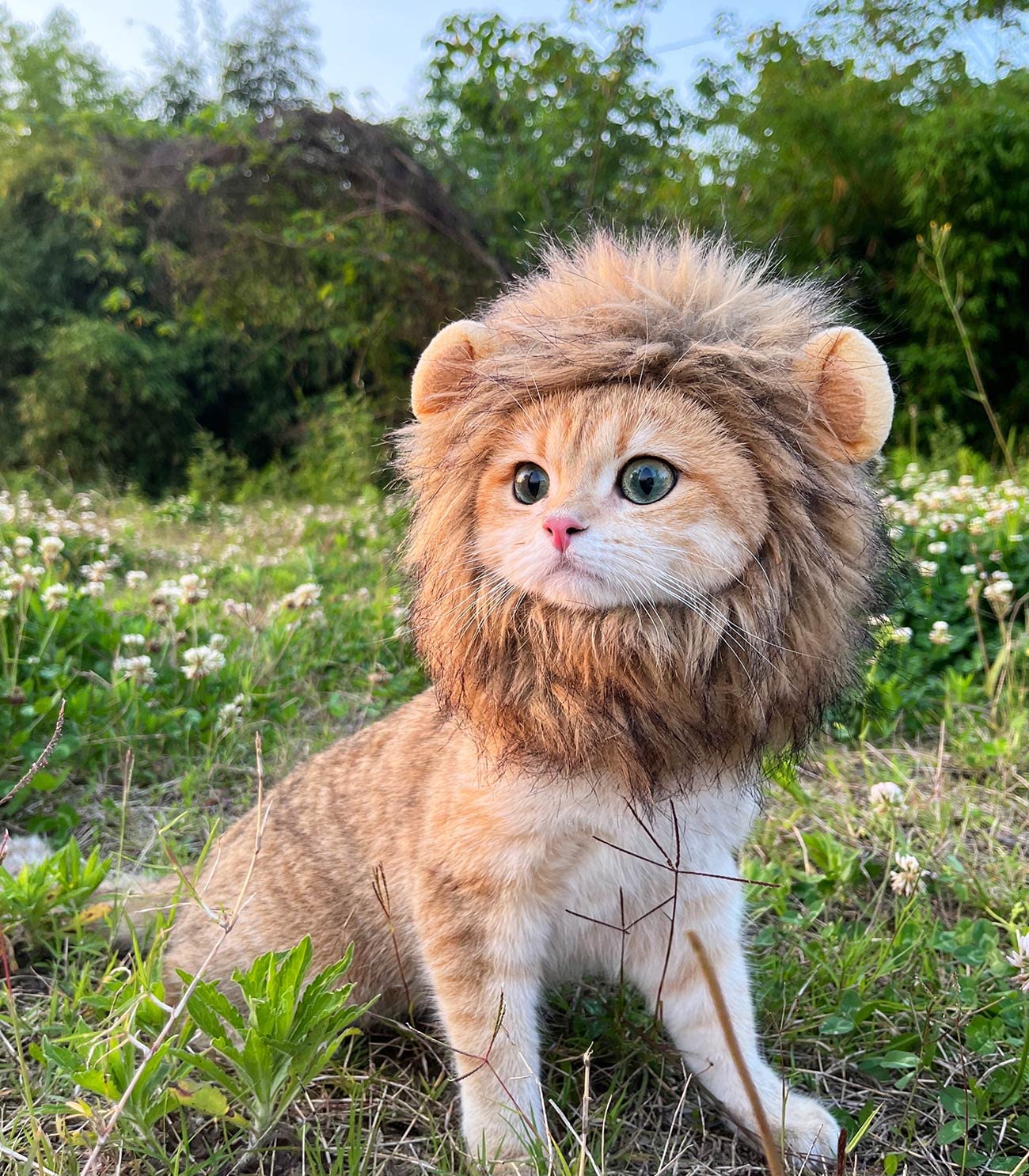 Cat Costume for Halloween (Lion Mane)