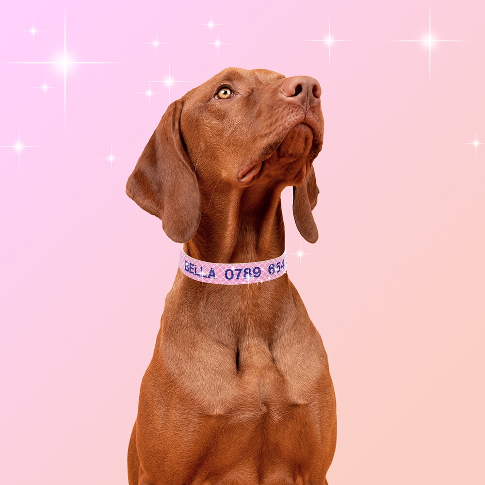 Personalized Embroidered Dog Collar – Adjustable Nylon with Custom Name & Number