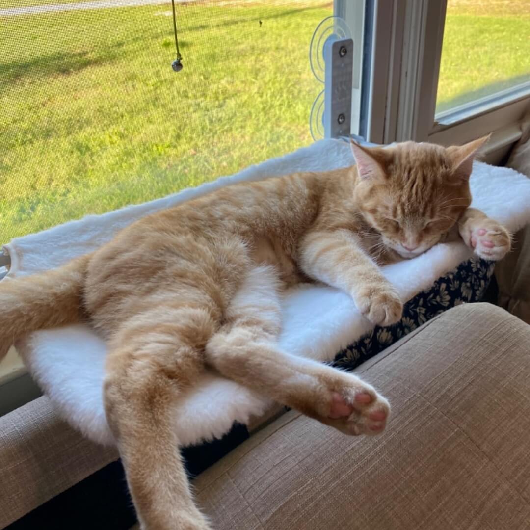 Foldable Cat Hammock