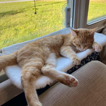 Foldable Cat Hammock