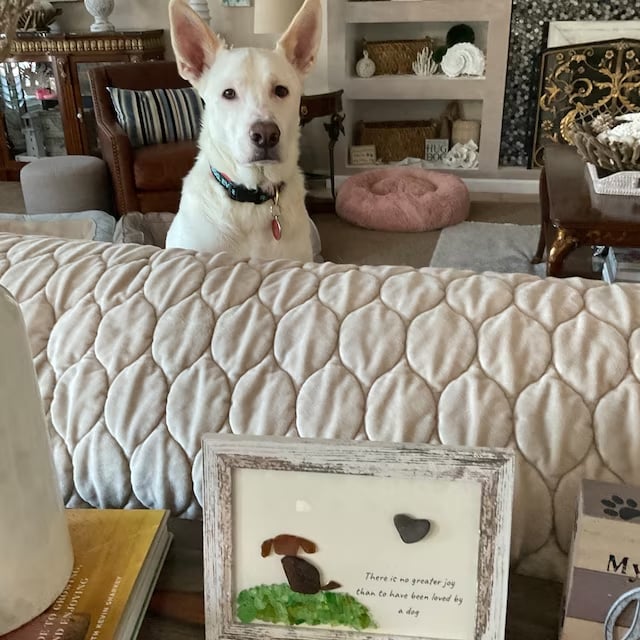 Sea Glass Art Dog Pebble Art Gift for Dog Lovers Unique Gift