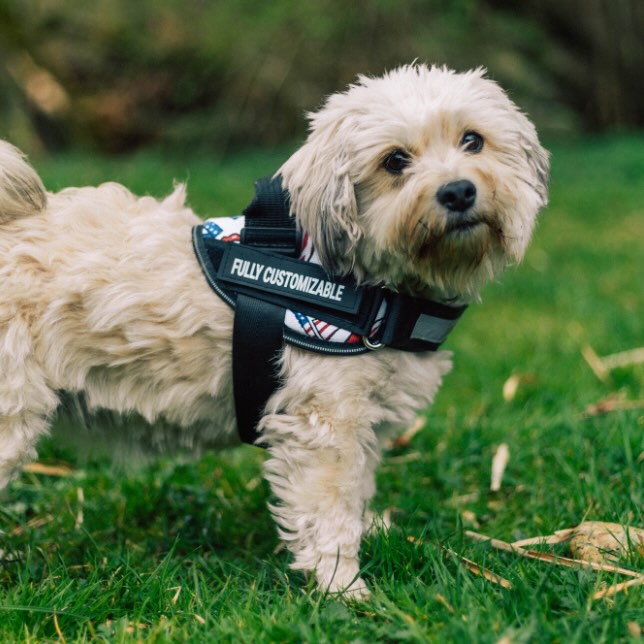 Custom No Pull Dog Harness with Name – Personalized Adjustable Vest for Training & Walking