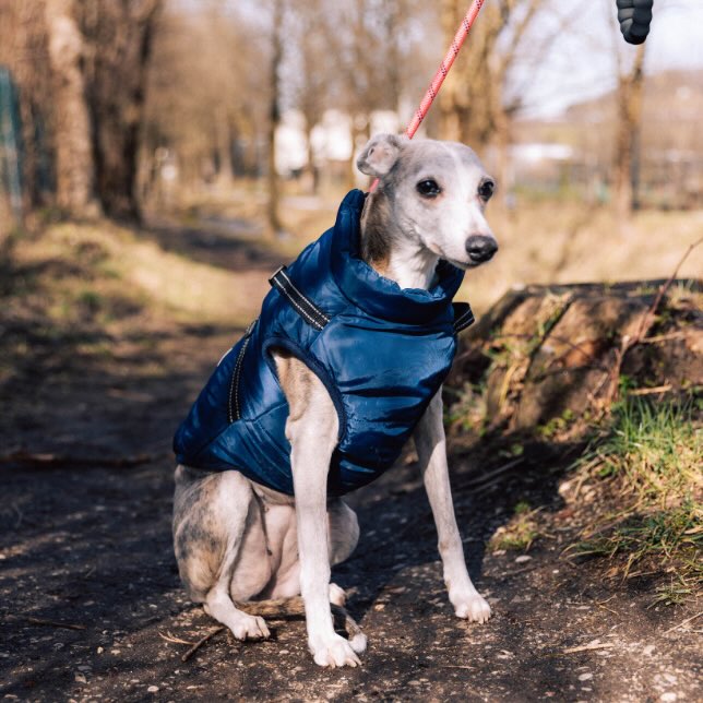 Winter Jacket for Dogs
