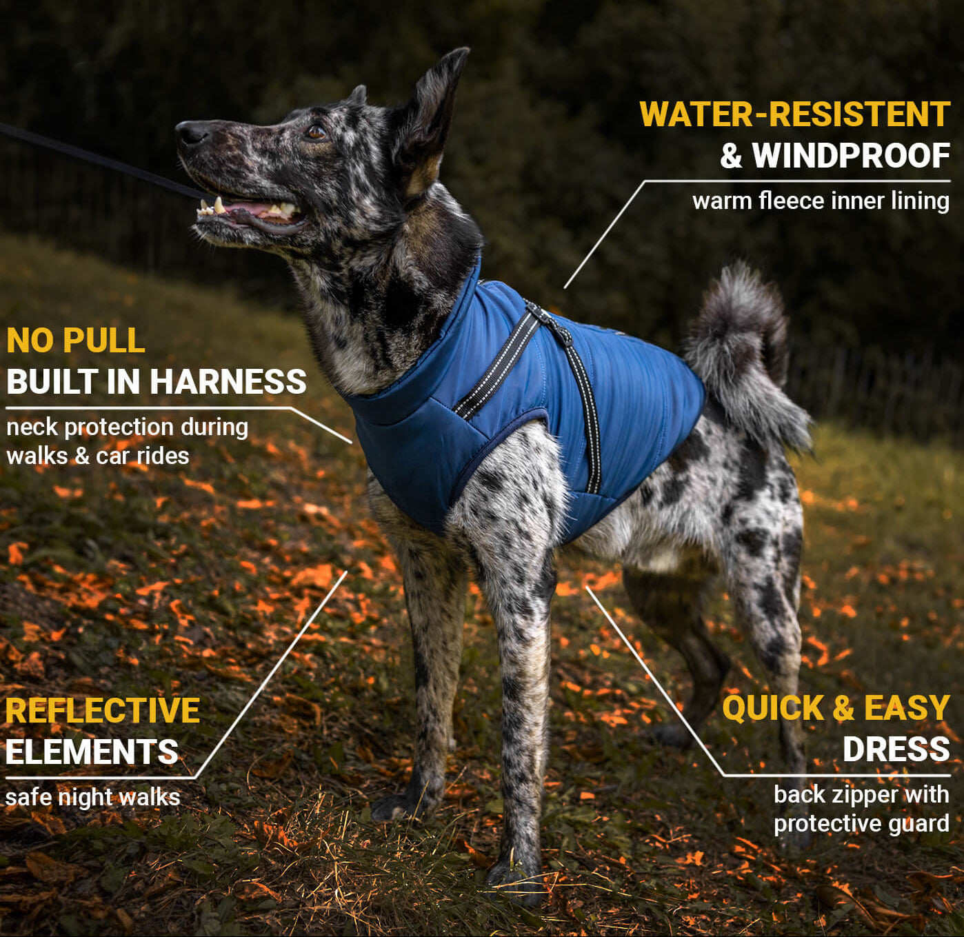 Winter Jacket for Dogs