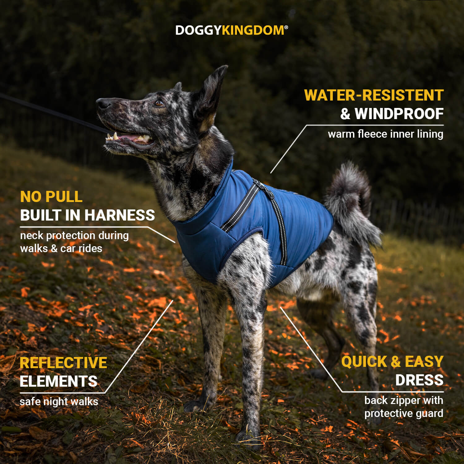Winter Jacket for Dogs