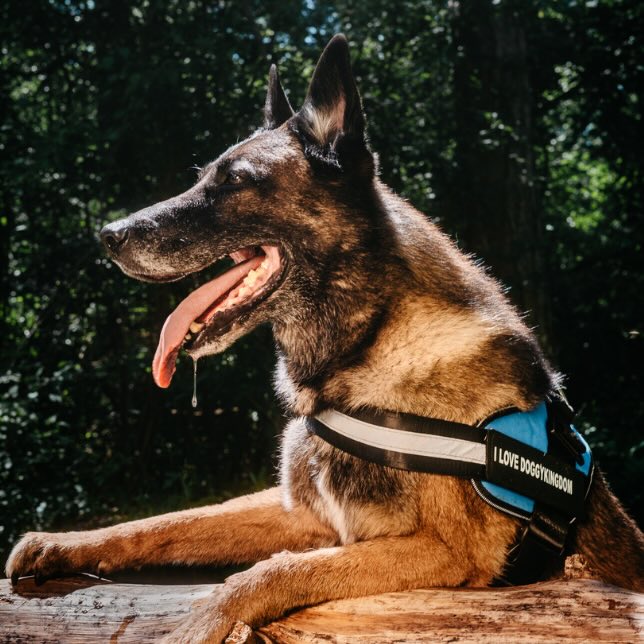 Custom No Pull Dog Harness with Name – Personalized Adjustable Vest for Training & Walking