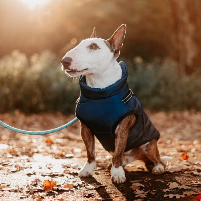 Winter Jacket for Dogs