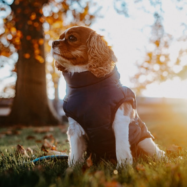 Winter Jacket for Dogs