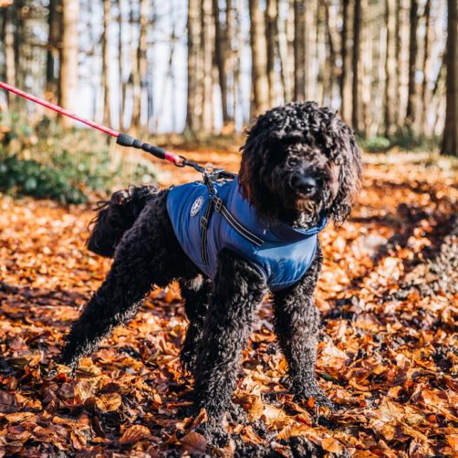 Winter Jacket for Dogs