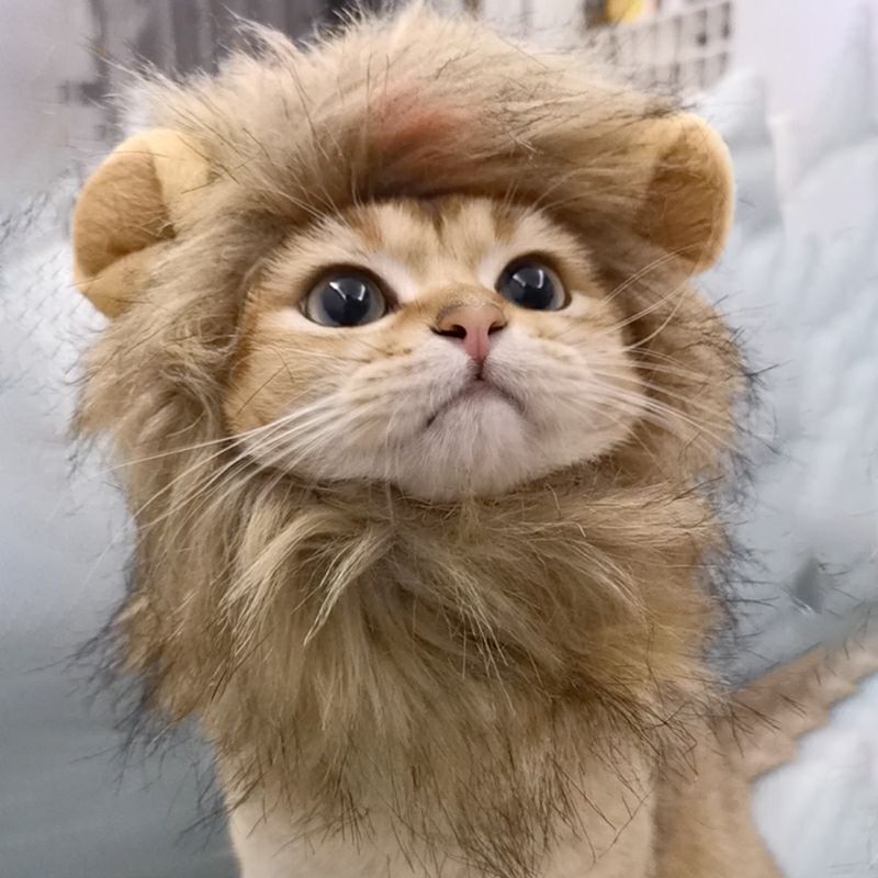 Cat Costume for Halloween (Lion Mane)
