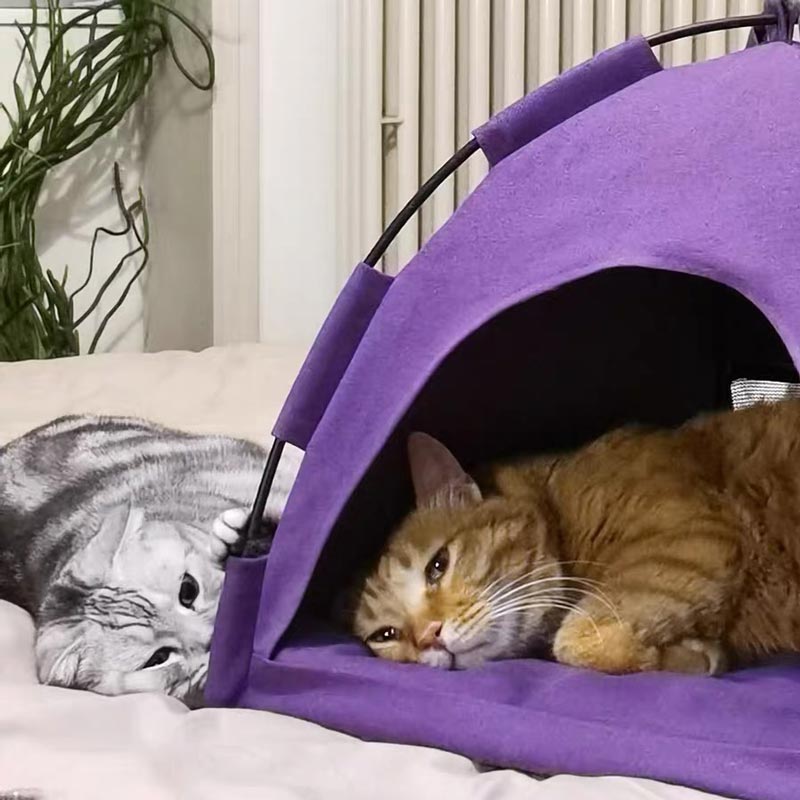 Camping Pet Tent (2 Colours)