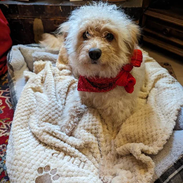 Personalized Warm Pet Blanket for Comfort & Unique
