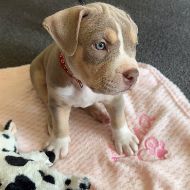 Personalized Warm Pet Blanket for Comfort & Unique