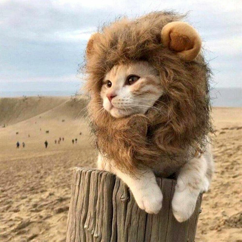 Cat Costume for Halloween (Lion Mane)